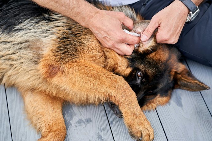 耳掃除が嫌いな犬・ニオイに敏感な犬なら、無臭タイプをチョイス