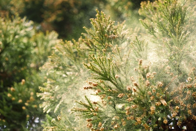 花粉や虫刺されが気になるなら防花粉・虫除けタイプに注目しよう