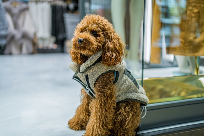 犬の負担や安全性を考えて体にフィットするサイズを選ぼう