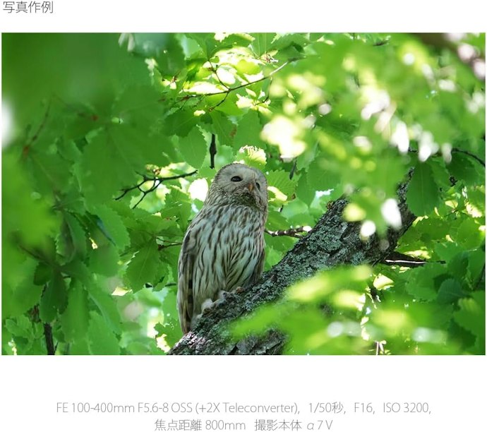【超望遠レンズ:400mm以上】野鳥・野生動物やスポーツも狙える
