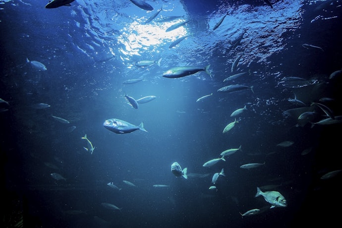 釣りのサポートやダイビングには、魚群探知機・給餌機能つきがぴったり