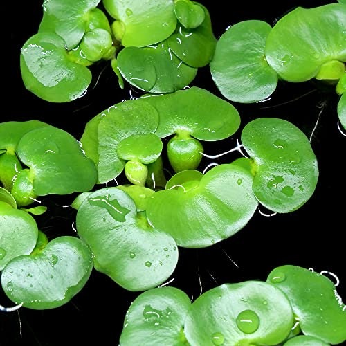 コンパクトな水槽での飼育や産卵時には、植え込み不要の浮遊性水草をチェック