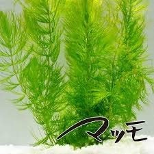 コンパクトな水槽には、浮かべるだけで育つマツモがぴったり