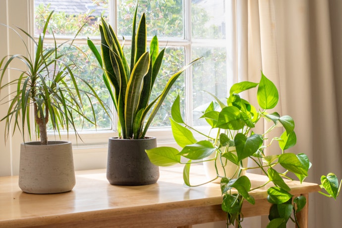 ガーデニングを楽しむなら、植木鉢・たぬきの置物もあり
