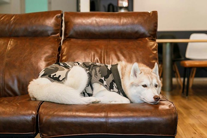 愛犬と一緒にアウトドア体験をするなら、ペット同伴可の施設を探して