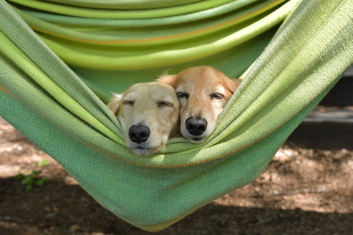 愛犬と一緒に楽しみたい人はペットOKの施設をチェック