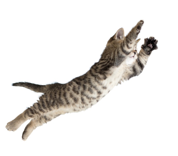 棚板が猫の体重をしっかり支えられるか要チェック