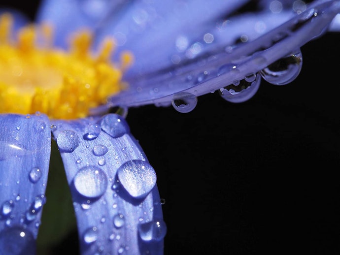 小さな被写体を大きく写したいときはマクロレンズが活躍