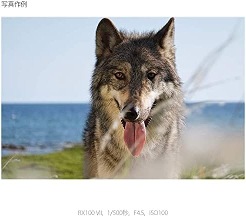 動く被写体をしっかり捉えたいシーンではAF性能の高いカメラがおすすめ