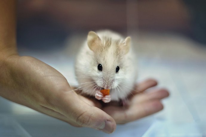 赤ちゃんやシニア期のハムスターには半生(ソフト)タイプがマッチ