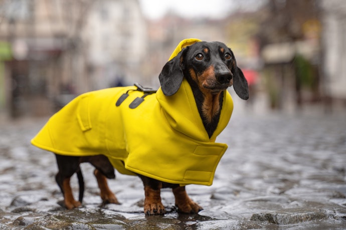 ダックスなど胴長の犬種には後着丈が長い服をセレクトしよう