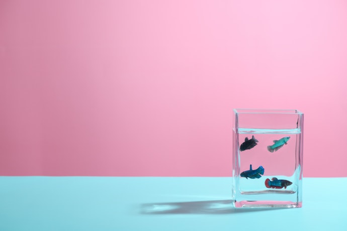 遊泳層が異なる熱帯魚を混泳させるなら、ハイタイプ
