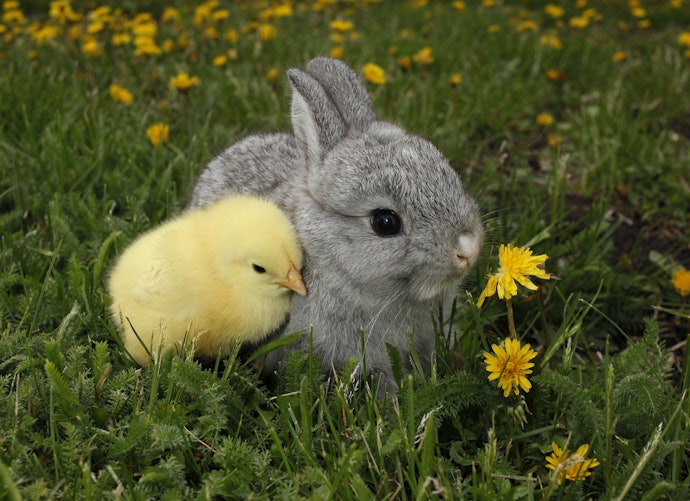 生き物に癒されたいという人には「動物」エッセイがおすすめ