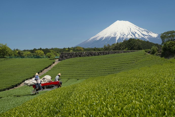 深みのある芳醇な香りを楽しみたいなら、静岡茶をチョイス
