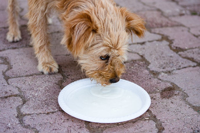 老犬期:体に負担がなく消化しやすいシニア向けミルクで健康維持