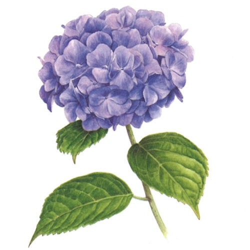 初心者には、色をイメージしやすい植物や花をモチーフにした塗り絵がおすすめ