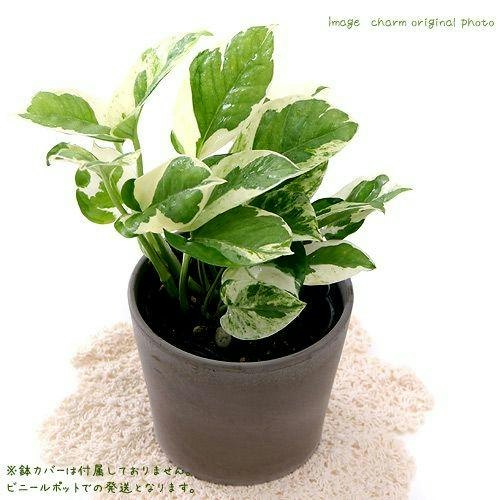 ポトス・エンジョイ:はじめて観葉植物を育てる初心者にぴったり