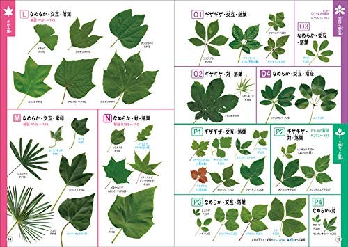 一番見分けやすいのは「葉の形」で検索する図鑑