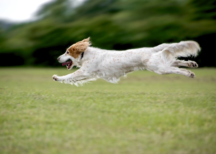 屋外撮影も!個人出張撮影は愛犬のナチュラルな表情が撮れる