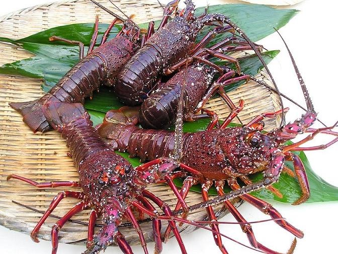 伊勢エビ:有名な高級エビ。おせちやギフトなど特別なシーンに!