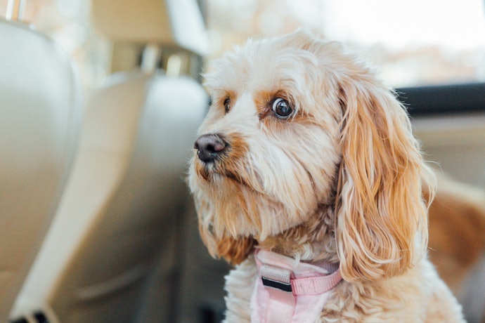 ペット可の宿であれば、愛犬と一緒に旅行が楽しめる
