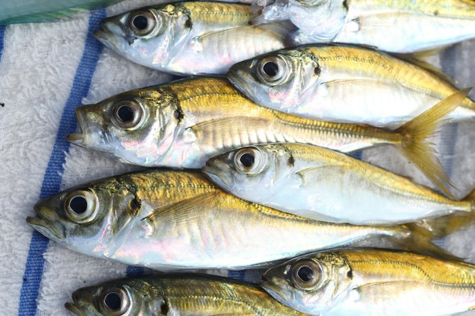 アジを釣りたいなら高感度なアジングロッドがおすすめ
