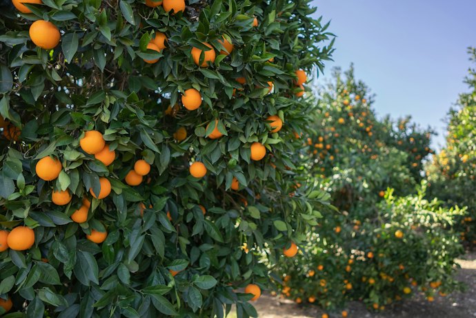 愛媛県:はるみの生産量日本一を誇る産地。段々畑でより甘く