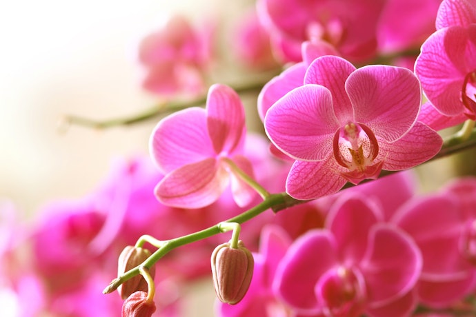伝統や個性を表現するなら家紋・花個紋入り。オリジナリティが出せる