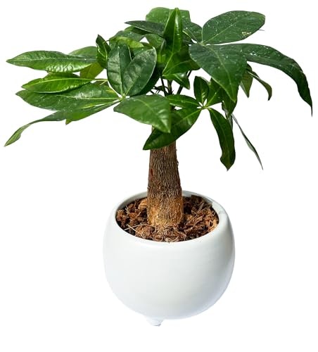 個性的な花ギフトを送りたいなら観葉植物も検討して