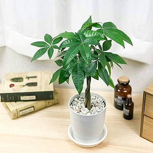 テーブルや窓際には、4号以下の小型観葉植物がぴったり
