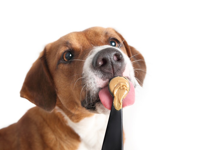 あまり水を飲まない愛犬にはペーストタイプを検討。同時に水分補給ができる
