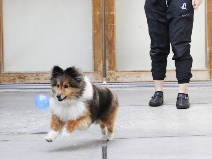 投げる・転がすおもちゃ:運動不足の解消・レトリーブのトレーニングに