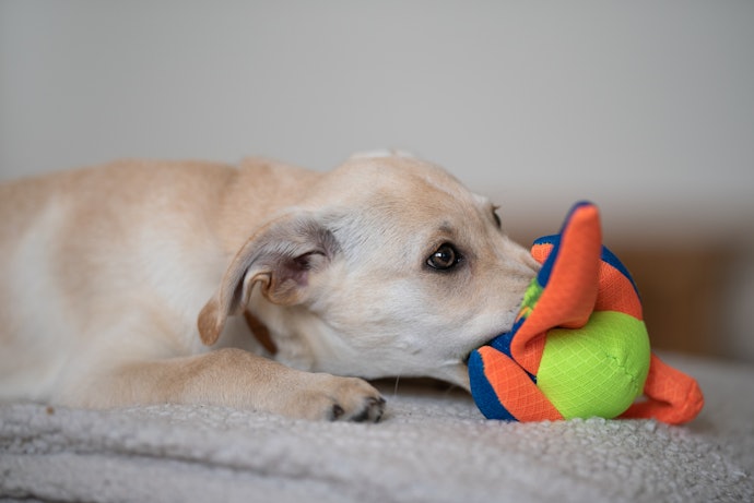 おやつ・ガム・おもちゃは、歯磨き嫌いな犬・遊び好きな犬にぴったり