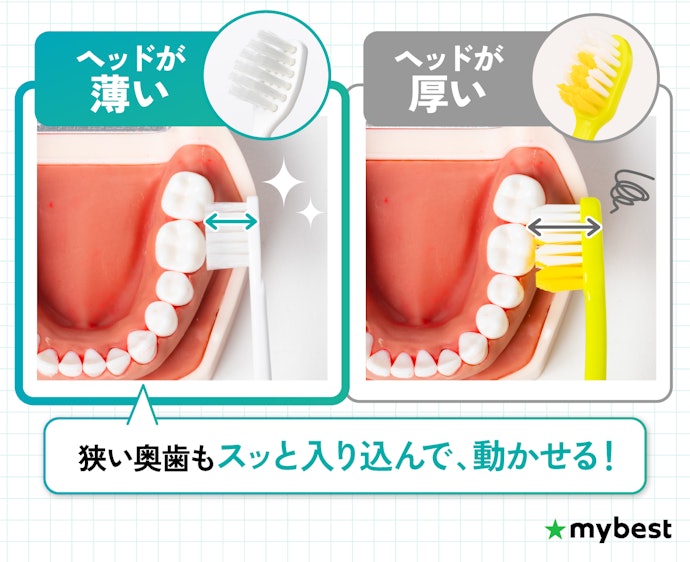 奥歯まですみずみ磨くなら、厚みと横幅が小さいヘッドがおすすめ