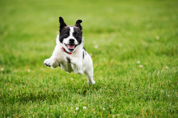 愛犬と一緒に旅したいなら、愛犬歓迎のオーベルジュを選ぼう