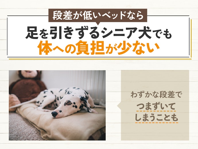シニア犬・足腰の弱い犬には、段差の低いものがベター