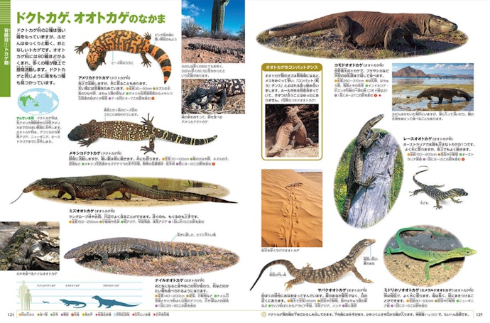 リアルな写真を見て楽しむには、ビジュアル図鑑がおすすめ