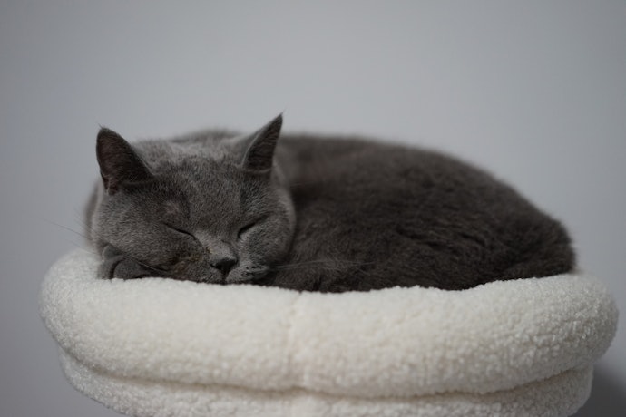 猫の体重に合った耐荷重は要チェック