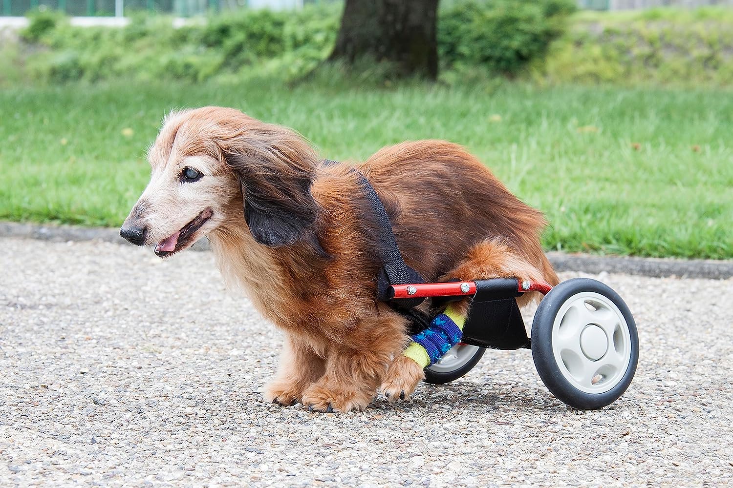 犬用車椅子のおすすめ人気ランキング【2026年2月】 | マイベスト
