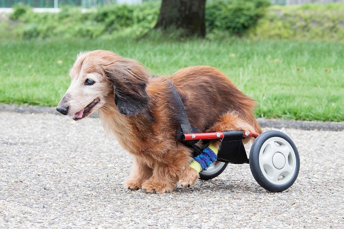 前足の力で歩ける犬には2輪タイプを選ぼう