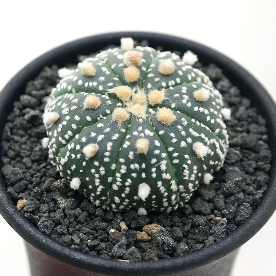 サボテンのおすすめ人気ランキング【2025年12月】 | マイベスト