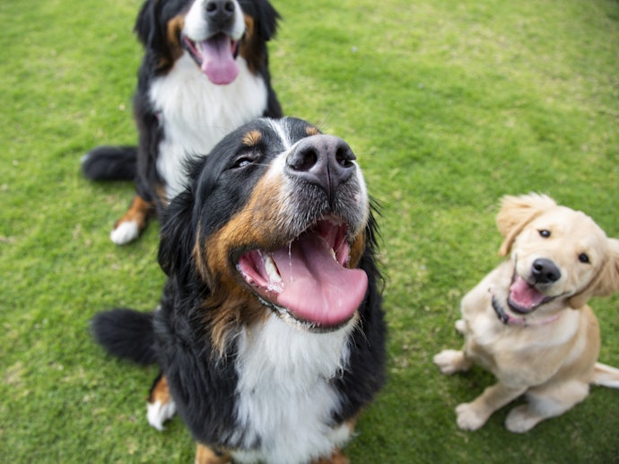 愛犬と一緒に楽しむならドッグランのある施設を選ぼう