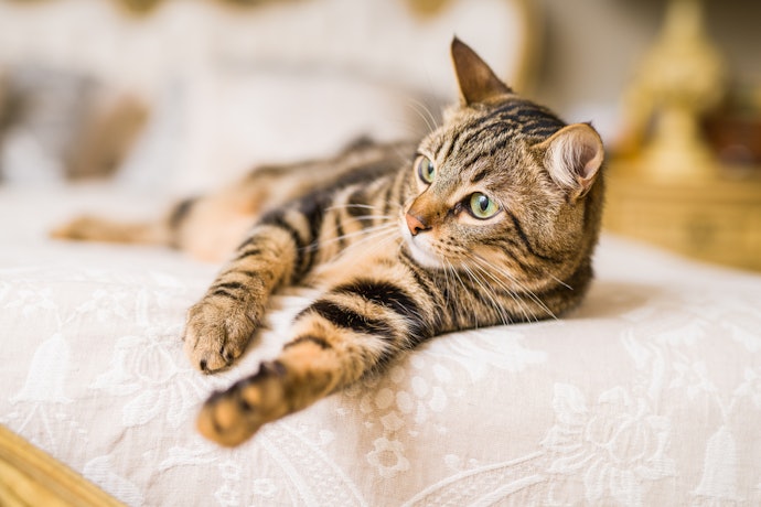 切断時の音はほとんど出ない。猫は驚く素振りを見せなかった