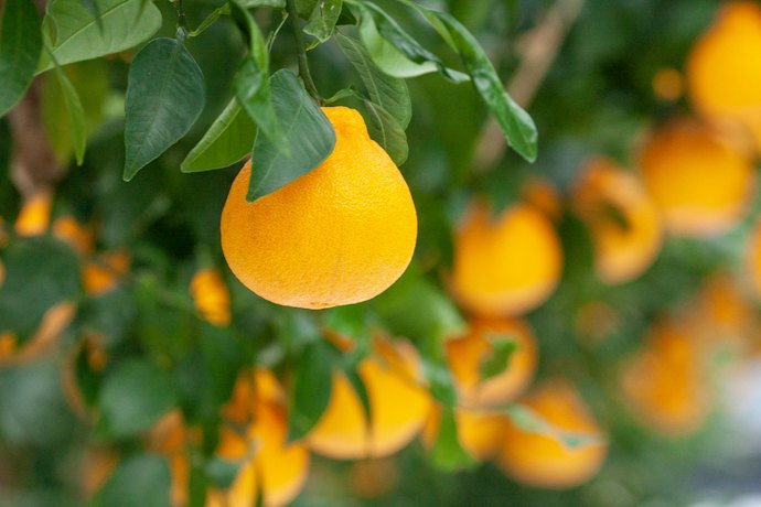 ほかにはない鮮やかな見た目なら鹿児島産「大将季」がおすすめ