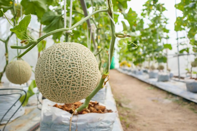 静岡:マスクメロンの一大産地。クラウンメロンならここ