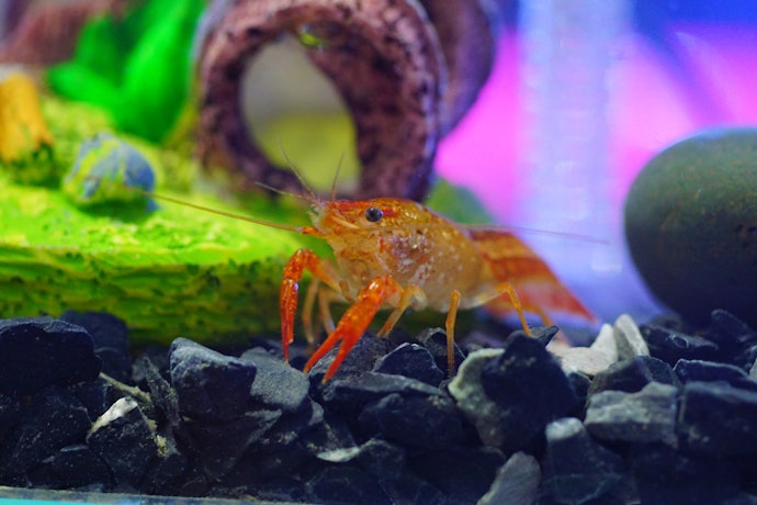 小型エビや、底砂利に住む魚には