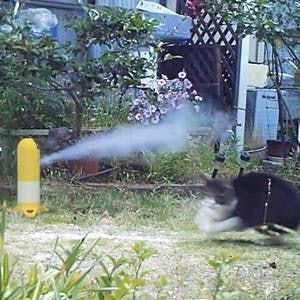 室外用には、猫が近づくとスプレーを散布して驚かすセンサー式がおすすめ
