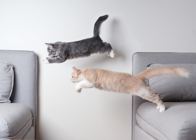 悲しい話が苦手なら、猫が大活躍するコメディ映画がおすすめ