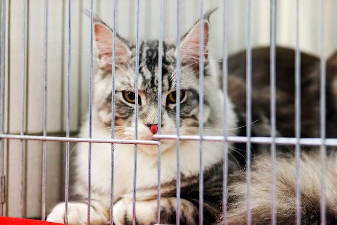 柵の幅が狭いと猫がすり抜けるのを防ぎやすい