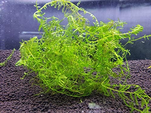 エビの隠れ家作りなら、密に茂るウィローモスを選択。おやつにもぴったり!